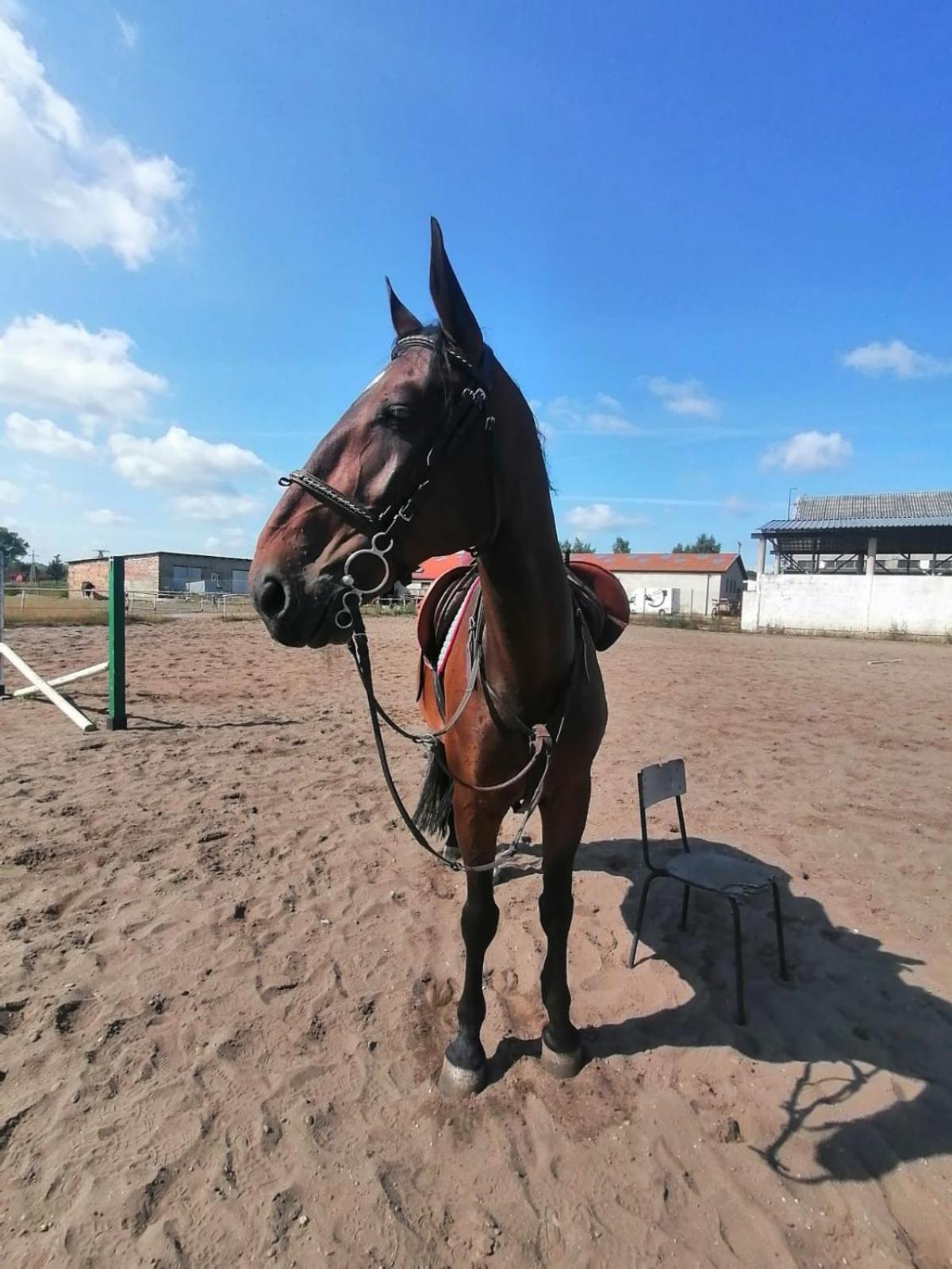 Noclegi Przy Stajni Senny - Horse Riding Leba Exterior photo